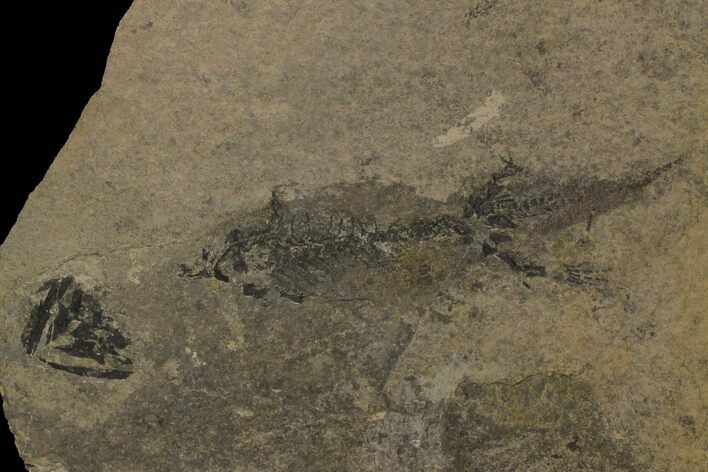 Bargain, Discosauriscus (Permian Reptiliomorph) - Czech Republic #175085